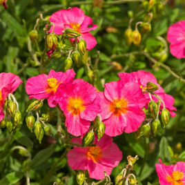 Helianthemum rosa